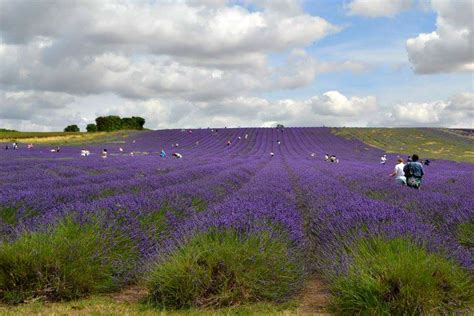 Enjoying being surrounded by purple at Hitchin Lavender Field