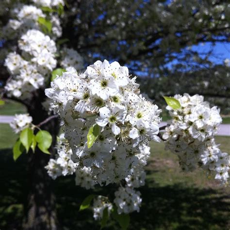 Cleveland Select Flowering Pear Tree - Stark Bro’s