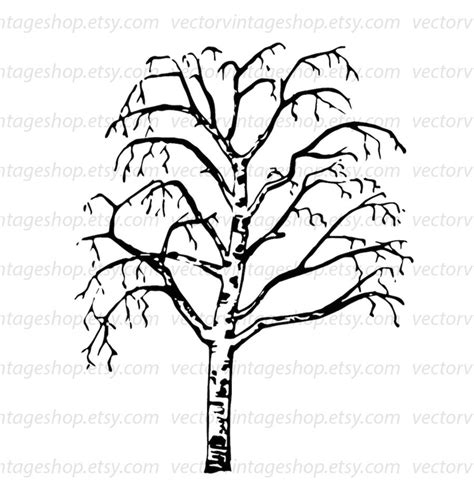 BIRCH TREE SVG File, Vintage Vector Illustration, Leafless Tree ...