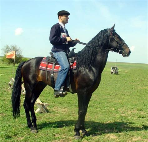 Kabarda Horse Breed Information, History, Videos, Pictures