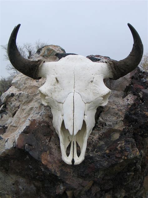 bison-skull - Durham Bison Ranch | Bison skull, Animal skeletons, Skull art