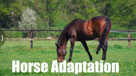 Horse Adaptation| Adaptation In Horses| Adaptation In Animals # ...