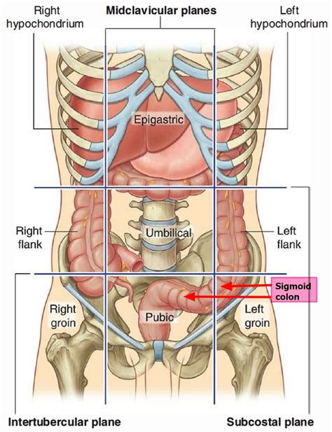 Sigmoid colon anatomy, location, function, polyps, diverticulosis & cancer