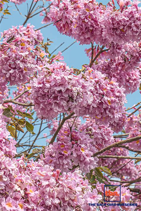 TABEBUIA ROSEA - THE BACKYARD NURSERIES