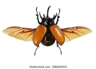 Beautiful Isolated Studio Photo Giant Beetle Stock Photo 2082601915 ...