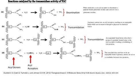 Presentation PPT The 55 kDa Tissue Transglutaminase Cross-Linking Act…