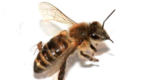 'Zombie' Bees Surface in the Northeast - ABC News