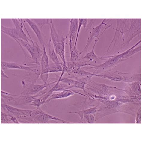 Classroom Kit - Comparison of Mammalian Cell Types - For 6 Groups - ADIA Inc.