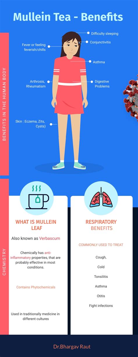 Mullein Tea Benefits - Infographic