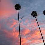Palm Tree Sunset 3 | Flickr - Photo Sharing!