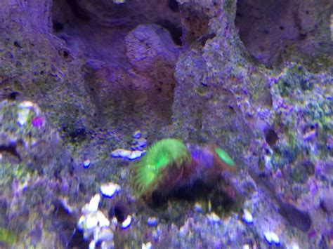 image - System Setups - Nano-Reef Community