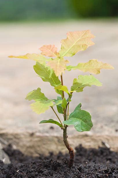 1,500+ Oak Tree Sapling Stock Photos, Pictures & Royalty-Free Images - iStock