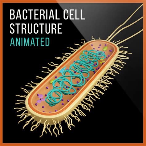 3d bacterial cell model