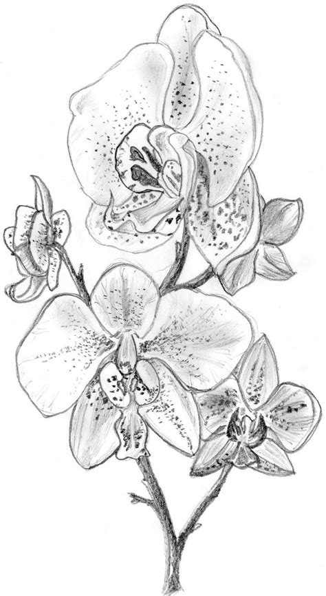 Orchid - Drawing Skill