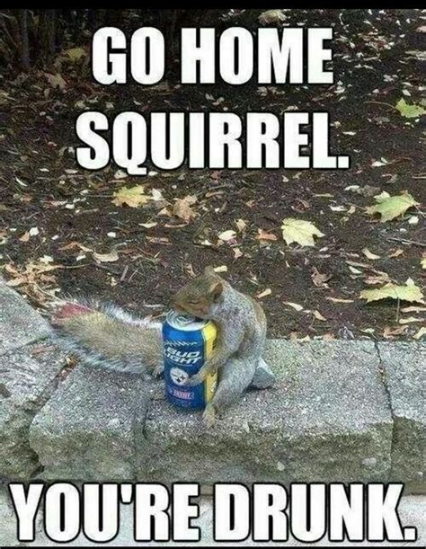 Image - Go-Home-Squirrel-You-Are-Drunk-Funny-Meme-Image.jpg | Animal ...