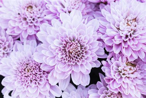 Light Purple or Violet Mum Flowers in The Garden Photograph by Steaf Pong | Pixels