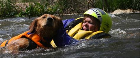 Do you want to be qualified to help animals in a disaster? - World Vets - to improve the quality ...