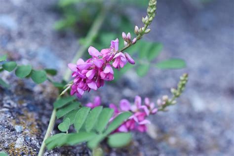 How to Grow and Care for Indigo Plants | Gardener’s Path