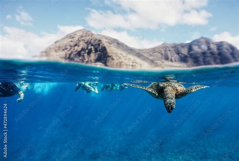 Snorkeling in Hawaii with Green Sea Turtles Stock Photo | Adobe Stock