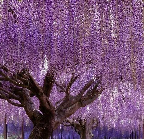 Amazon.com : Purple Tree Seeds for Planting - 30 Seeds - Exotic Purple ...