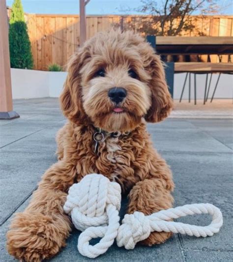 Adorable Cocker Spaniel Mix Poodle