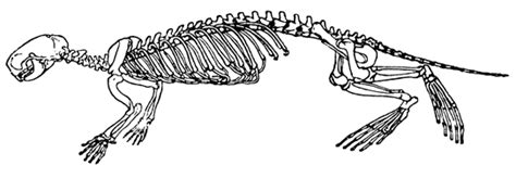 biology of the southern sea otter « The Otter Project