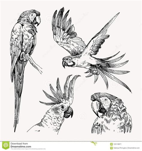 Illustration about Parrot vintage engraved collection. Hand drawn, sketch style. Illustration of ...