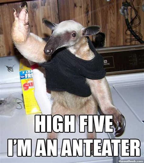 [Image - 738] | I'm an Anteater!!! | Know Your Meme