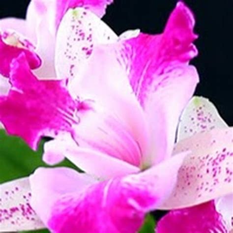 Miss Orchid Girl on Youtube - So informative and helpful on EVERYTHING orchids!!! Hi, thank you ...