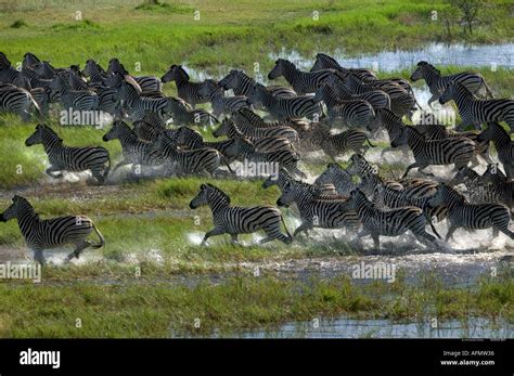 Zebra herd running through swamp photographed from the air Okavango ...