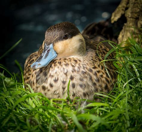 Blue Billed Duck - Learn About Nature