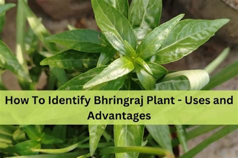 How To Identify Bhringraj Plant - Uses and Advantages