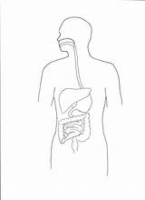 Digestive System Coloring Pages  Learn About Digestion Through Fun sketch template