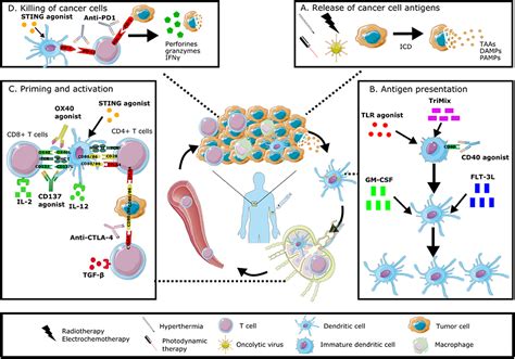 Frontiers | Immunomodulation of the Tumor Microenvironment: Turn Foe ...