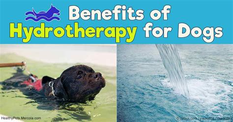 One of My Favorite Physical Rehab Therapies for Pets