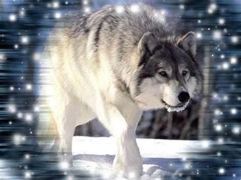 🔥 [50+] Awesome Wolf Wallpapers | WallpaperSafari