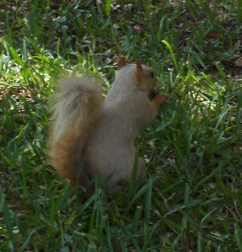 Austin, Texas Daily Photo: Albino Squirrel