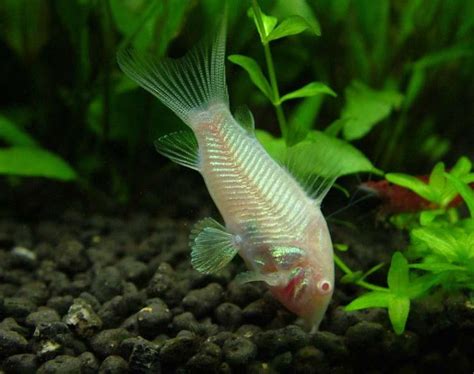 ALBINO CORYDORAS – 白鼠 – Su's Aquatic