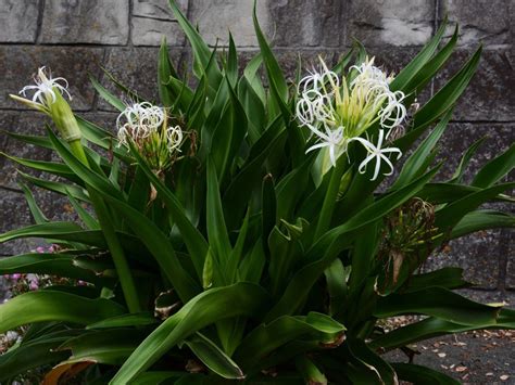 When To Split Crinum Plants: Tips For Propagating Crinum Lilies