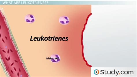 Acute Inflammation: Causes, Examples & Impact - Video & Lesson ...