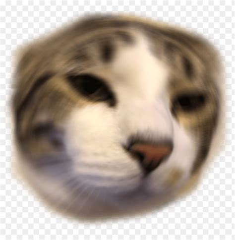 other emoji discord emoji png anime cat discord emoji PNG image with transparent background | TOPpng