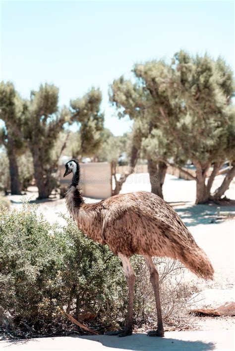 Young Emu Bird in Natural Habitat Stock Image - Image of habitat ...