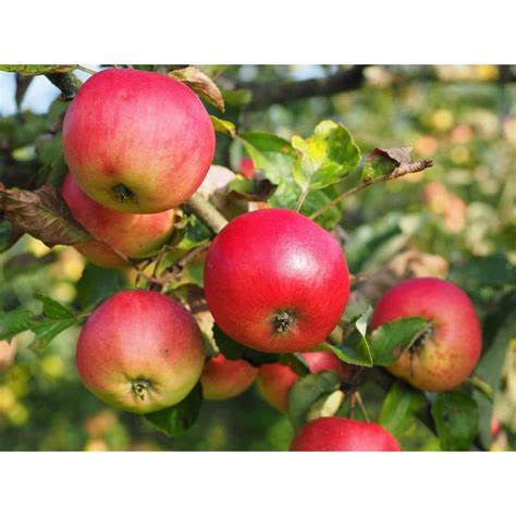 Online Orchards Cortland 3 ft. - 4 ft. Tall 2-Years Old Apple Tree Bare ...