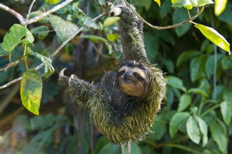 Could Antibiotic-Producing Sloth Fur Be the Key to Fighting Bacteria ...