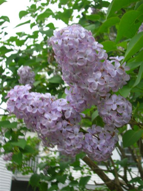 light purple lilac Purple Lilac, Light Purple, Climbing Vines, Spring Bulbs, Lilacs, Hedges ...