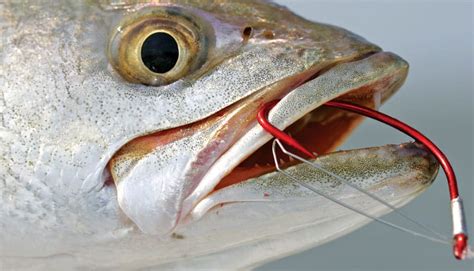 Saltwater Fishing Hooks Construction | Sport Fishing Mag