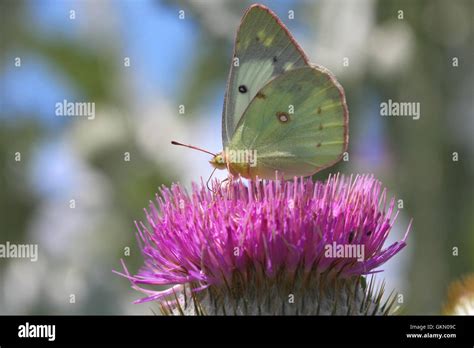 Clouded Sulphur Butterfly Stock Photo - Alamy