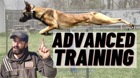 ADVANCED BELGIAN MALINOIS TRAINING! AGILITY & OBEDIENCE! - YouTube