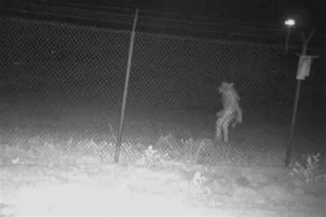 People horrified by werewolf as mysterious human-like beast caught on zoo camera - WSBuzz.com