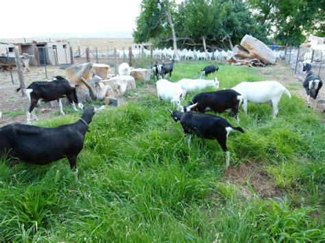 Bokboerdery in Suid-Afrika